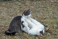 Cats playing outdoors Royalty Free Stock Photo