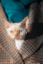 Cats Portrait. Obedient Devon Rex Cat With Bright White Orange Fur Color Peeks Out From Under Owners Coat. Curious