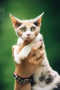 Cats Portrait. Obedient Devon Rex Cat With White-red Spotted Fur Color Sitting On Hands. Curious Playful Funny Cute