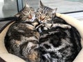 Cats portrait. Two tabby cats two cats kissed tenderly.