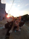 Cats posing against sunset in the afternoon Royalty Free Stock Photo