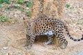 Cats predator Sri Lankan leopard Panthera pardus kotiya. Wildl Royalty Free Stock Photo