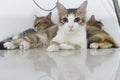 3 cats relaxing in a home