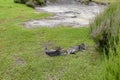 Cats relaxing next to an active thermal vent