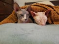 Cats relaxing under a orange blanket. Hairless cat sphynx pets