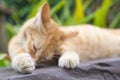 Cats relaxing vacation. Royalty Free Stock Photo