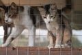 Cats  resting  in a cage Royalty Free Stock Photo