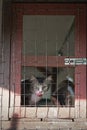 Cats  resting  in a cage Royalty Free Stock Photo