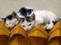 Cats On A Roof