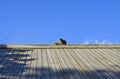Cats on the roof Royalty Free Stock Photo