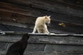 Cats on the roof