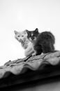 Cats on a roof. Monochrome Royalty Free Stock Photo