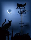 Cats on the roofs in the night sky