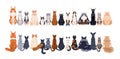 Cats row of different breeds, front and back rear views, tails. Cute feline animals sitting in line, horizontal border