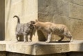 2 cats rubbing against each other heads on stone wall background