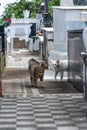 Cats are seen among the graves of Campo Santo Cemetery, in the city of Salvador, Bahia
