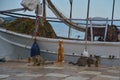 cats on the shore near a fishing boat waiting for fresh fish for breakfast, Greece