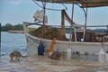 cats on the shore near a fishing boat waiting for fresh fish for breakfast, Greece