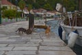 cats on the shore near a fishing boat waiting for fresh fish for breakfast, Greece