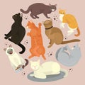 Cats show grooming or veterinary feline flyer vector illustration. Cute kitten pet poster. Funny animal studio. Lovely