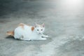 Cats Siam cat on the cement floor. Cats sitting on the cement floor, white cat one on the cement floor, Thai cat skin. Royalty Free Stock Photo