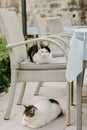 Cats sit outside on a chair in a restaurant. A city where there are many street cats. Animals are resting Royalty Free Stock Photo