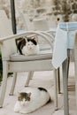 Cats sit outside on a chair in a restaurant. A city where there are many street cats. Animals are resting Royalty Free Stock Photo