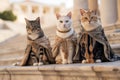 Cats sit on the steps of an ancient temple in ancient Roman costumes. Funny illustration of ancient Rome with animals Royalty Free Stock Photo