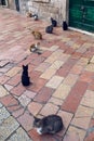 Cats sit on the street in the city of Kotor on the street Royalty Free Stock Photo