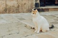 Cats are sitting on a chair outside. A city where there are many street cats. Animals are resting Royalty Free Stock Photo