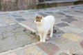 Cats are sitting on a chair outside. A city where there are many street cats. Animals are resting Royalty Free Stock Photo