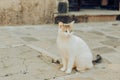 Cats are sitting on a chair outside. A city where there are many street cats. Animals are resting. strabismus in a cat Royalty Free Stock Photo