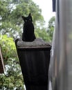 Cats sitting on the roof