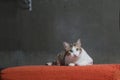 Cats sitting on scratched orange fabric sofa