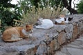 Cats sitting on a stone wall in Greece