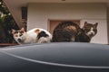 Cats sittings on the cars roof Royalty Free Stock Photo