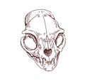 Cats skull. Dead feline animal head bone. Vintage anatomy drawing of engraved skeleton with teeth, fangs. Creepy cranium