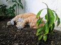 Cats sleep in small garden Royalty Free Stock Photo