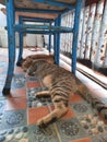 Cats sleep under chair