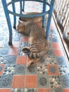 Cats sleep under chair