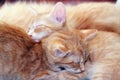 Cats sleeping Royalty Free Stock Photo