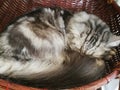 Cats are sleeping in a basket happily