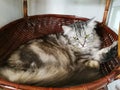 Cats are sleeping in a basket happily