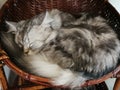 Cats are sleeping in a basket happily