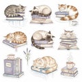 Cats sleeping on books with transparent background Royalty Free Stock Photo