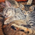 Cats sleeping in a box Royalty Free Stock Photo