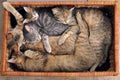 Cats sleeping in a box