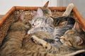 Cats sleeping in a box Royalty Free Stock Photo