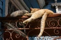 Cats sleeping in the bright sun on the rusty iron roof of an old wooden house Royalty Free Stock Photo