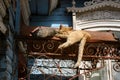 Cats sleeping in the bright sun on the rusty iron roof of an old wooden house Royalty Free Stock Photo